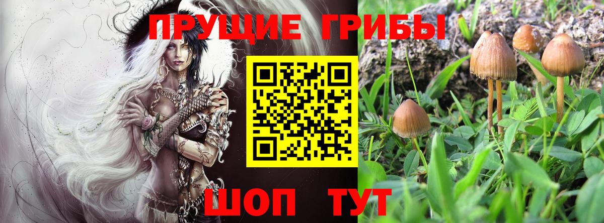 Сертолово  Псилоцибиновые грибы мухоморы  Вход с VPN 
